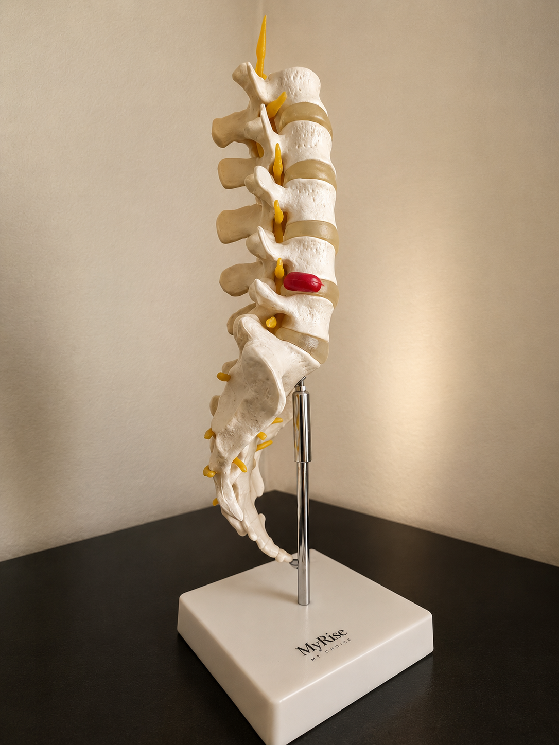 Dettaglio colonna vertebrale